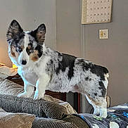 Blu is registered to the contest to win money with this photo: dog, corgi, merle, living_room, couch, pillows, lamp, calendar, light_switch, indoor, furniture, pet, animal, curious, standing, cozy, home, domestic, fur, ears