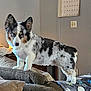 dog, corgi, merle, living_room, couch, pillows, lamp, calendar, light_switch, indoor, furniture, pet, animal, curious, standing, cozy, home, domestic, fur, ears