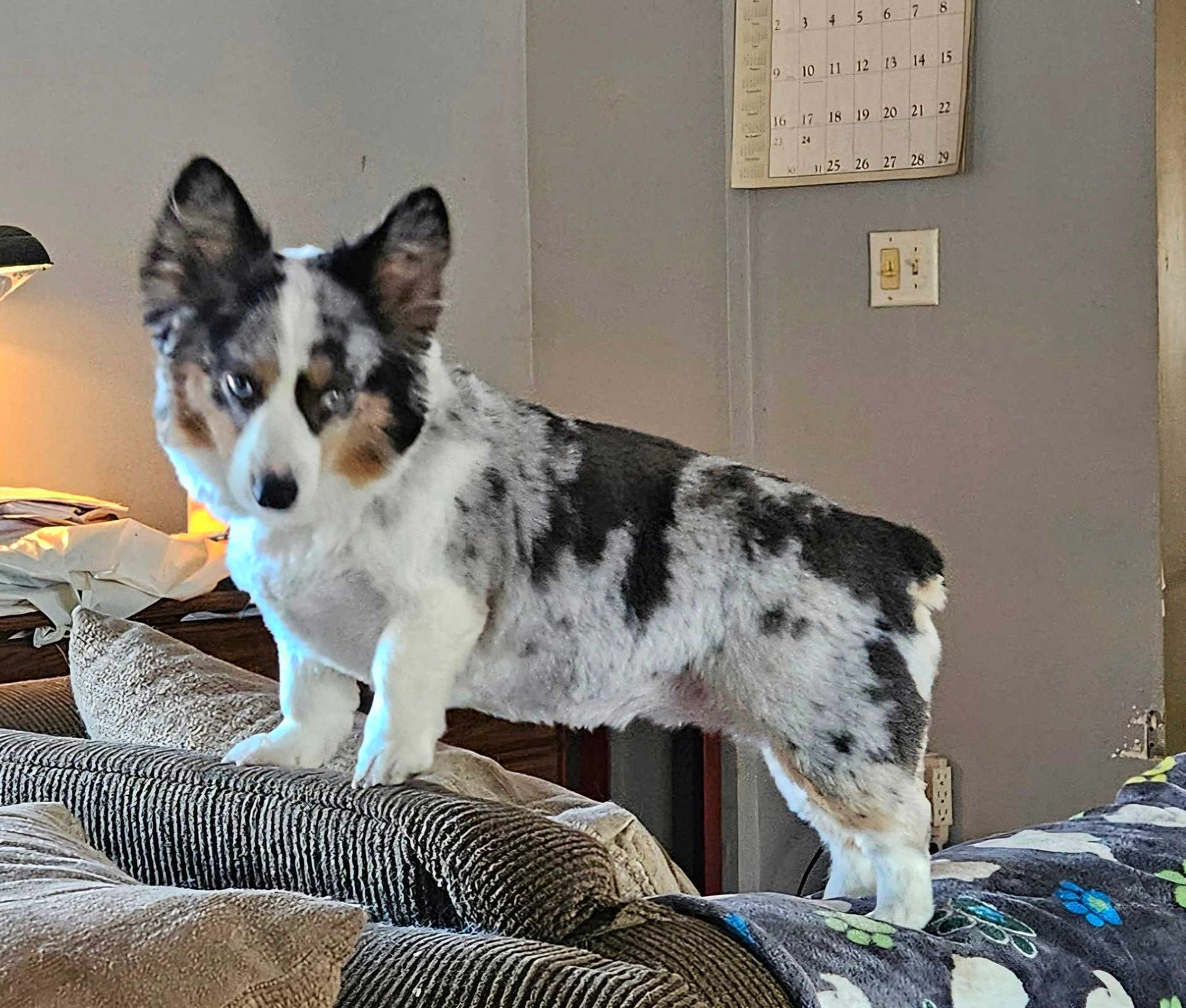Blu is registered to the contest to win money with this photo: dog, corgi, merle, living_room, couch, pillows, lamp, calendar, light_switch, indoor, furniture, pet, animal, curious, standing, cozy, home, domestic, fur, ears