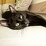 animal, bed, black_cat, cat, closeup, cozy, cute, domestic_cat, ears, feline, fur, green_eyes, indoor, laying_down, pet, portrait, relaxing, resting, sleepy, whiskers