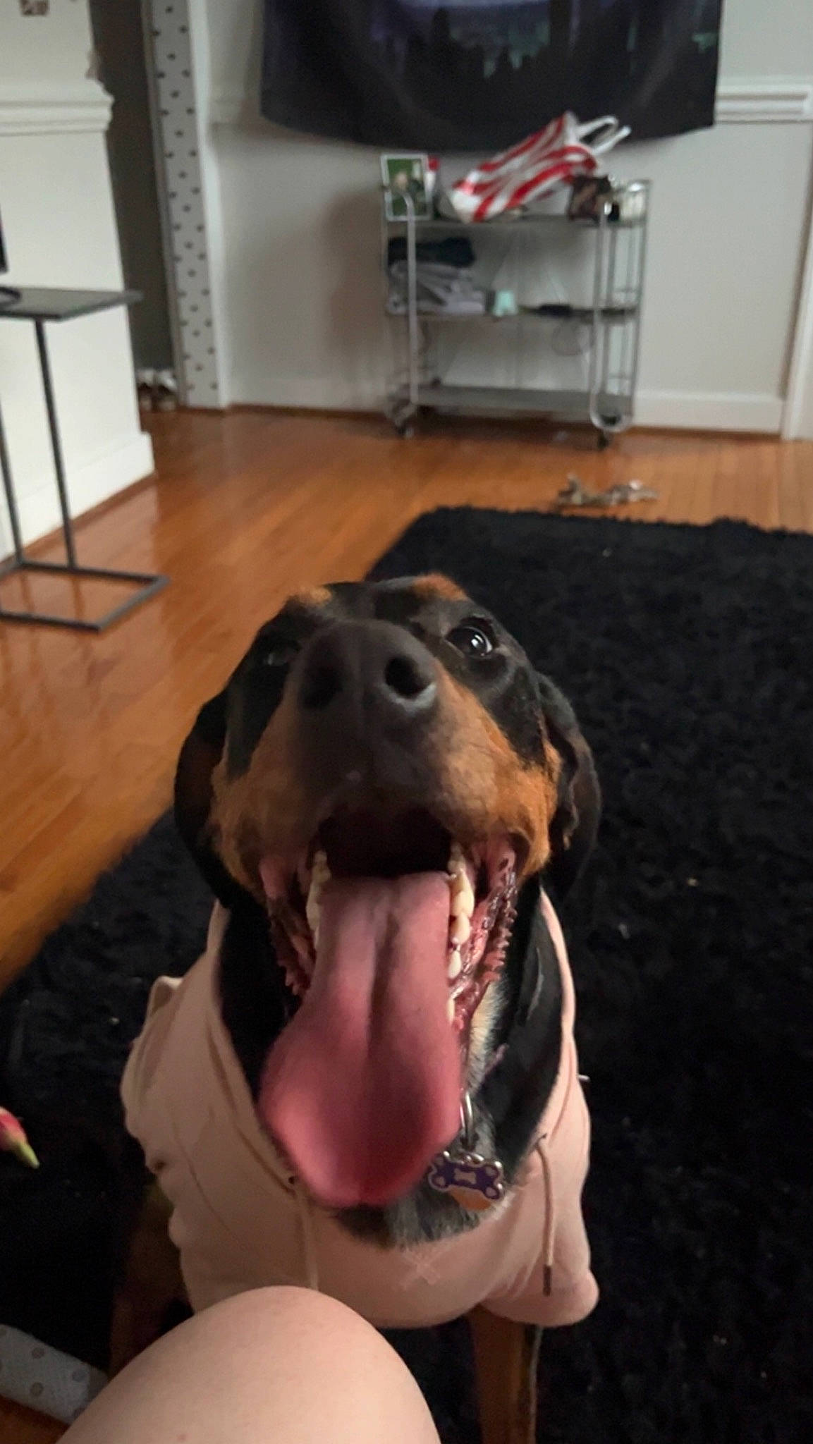 Luna is registered to the contest to win money with this photo: carnivore, chair, collar, companion_dog, dog, dog_breed, dog_collar, fang, floor, flooring, guard_dog, hardwood, hound, liver, room, smile, snout, wood, working_animal, yawn
