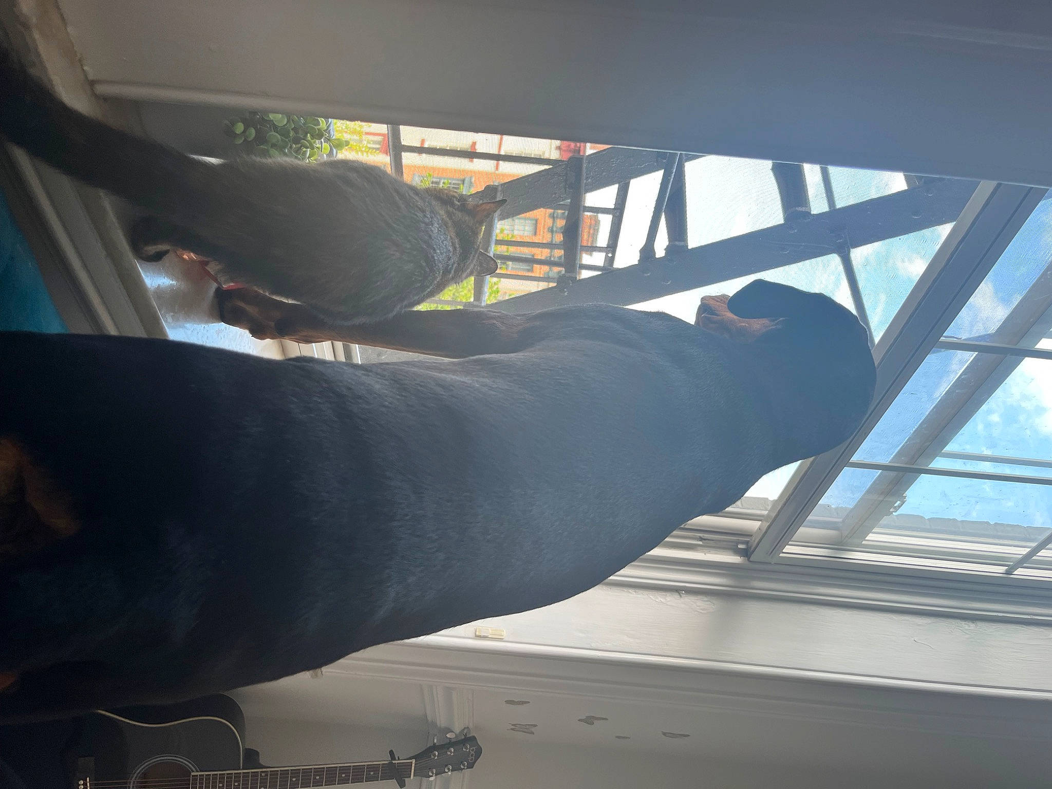 Luna joined the competition — help win amazing prizes! aerospace_engineering, air_travel, beam, ceiling, daylighting, elbow, fish, gesture, glass, human_leg, metal, room, shade, shadow, sky, thigh, tints_and_shades, vehicle_door, windshield, wing