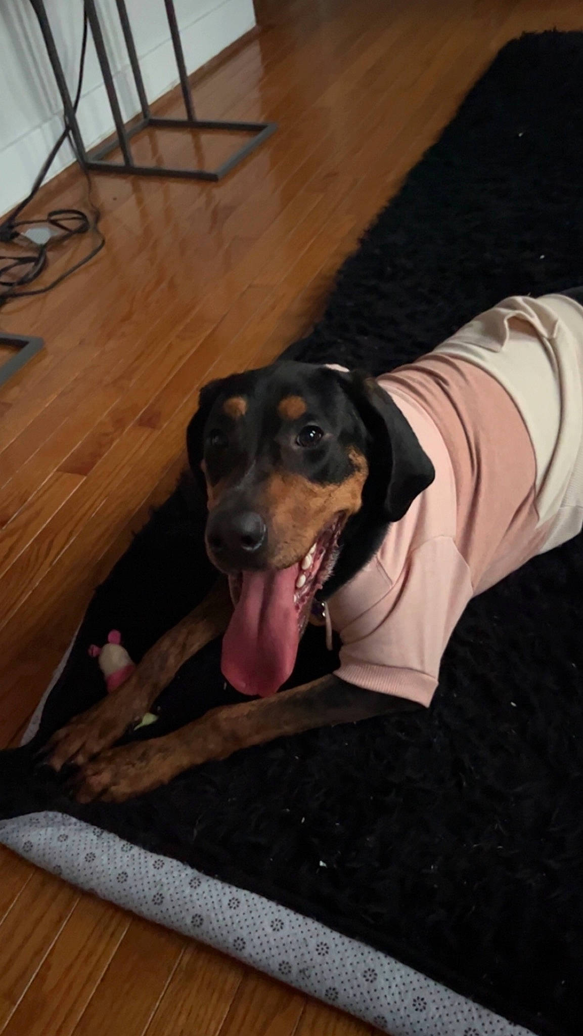 Luna joined the competition — help win amazing prizes! carnivore, chair, companion_dog, dog, dog_breed, fawn, floor, flooring, guard_dog, hardwood, pinscher, scent_hound, sleeve, snout, sporting_group, varnish, wood, wood_flooring, wood_stain, working_animal