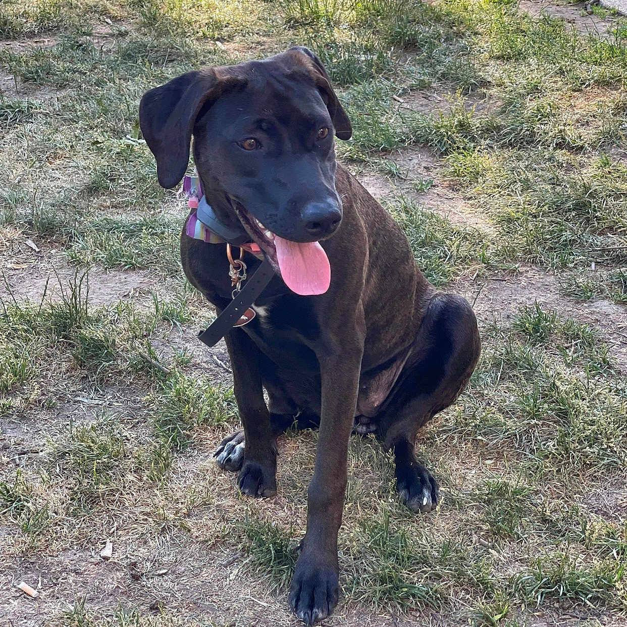 Mocha is registered to the contest to win money with this photo: animal, bodypart, canine, dog, grass, greatdane, hound, labradorretriever, lawn, mouth, nature, outdoors, park, path, pet, plant, puppy, tree, vegetation, yard