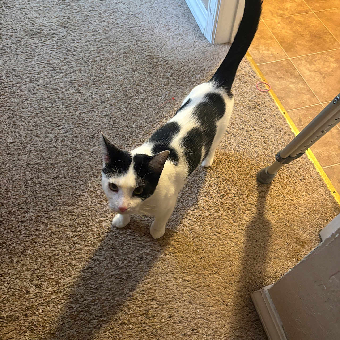 Missy is registered to the contest to win money with this photo: animal, black_and_white, carpet, cat, companion, crutch, curious, cute, domestic_animal, feline, floor, household, indoor, looking_up, pet, shadow, tail, tile, walking, wall