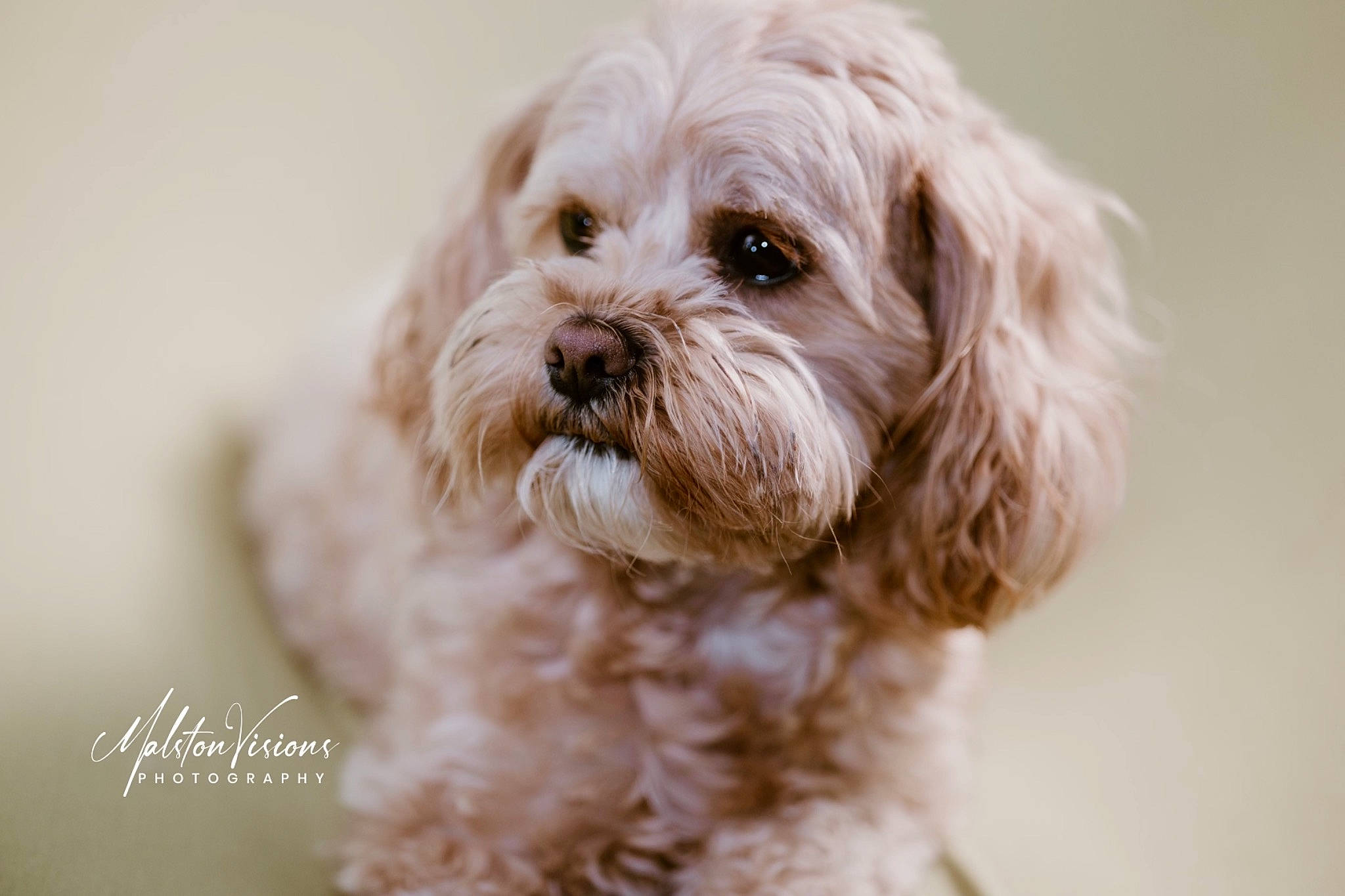 Miabella joined the competition — help win amazing prizes! canidae, carnivore, companion_dog, dog, dog_breed, fur, liver, mal_shi, maltepoo, natural_material, poodle, puppy_love, shih_poo, small_terrier, snout, sporting_group, terrier, toy_dog, water_dog, working_animal