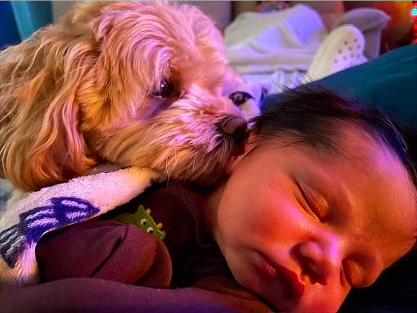 Miabella is registered to the contest to win money with this photo: blond, carnivore, child, comfort, companion_dog, dog, dog_breed, ear, fawn, fun, glasses, happy, interaction, mammal, pink, skin, small_terrier, terrier, toddler, toy_dog