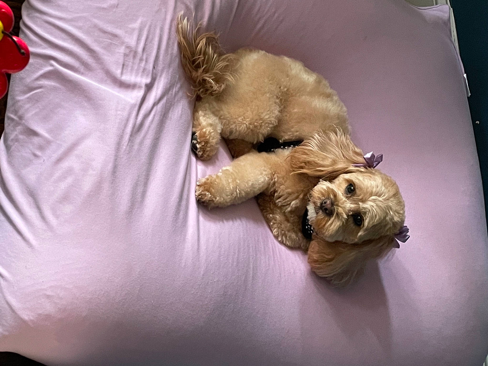 Miabella is registered to the contest to win money with this photo: art, artifact, bed_sheet, bedding, carmine, claw, comfort, fawn, felidae, fur, linens, lion, metal, paw, petal, room, stuffed_toy, throw_pillow, toy, wood