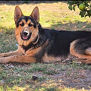 Bruno joined the competition — help win amazing prizes! german_shepherd, dog, animal, pet, grass, outdoor, sunlight, tree, green_fruit, canine, lying_down, collar, nature, mammal, friendly, alert, ears_up, daylight, domestic_animal, relaxed