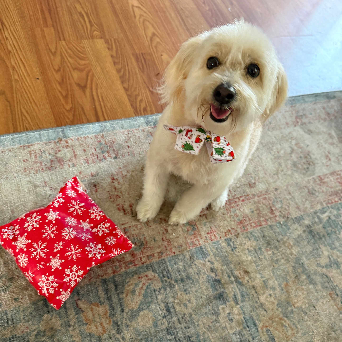 Summer joined the competition — help win amazing prizes! dog, pet, indoor, floor, rug, wooden_floor, red_pillow, snowflake_pattern, festive_bow, cute, happy, smiling, small_dog, fluffy, animal, companion, domestic, looking_up, sitting, home