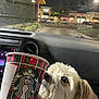 Summer is registered to the contest to win money with this photo: dog, car_interior, starbucks_cup, night, shopping_center, window, dashboard, curious, white_dog, pet, vehicle, sniffing, light, parking_lot, retail, urban, fur, canine, companion, drink_cup