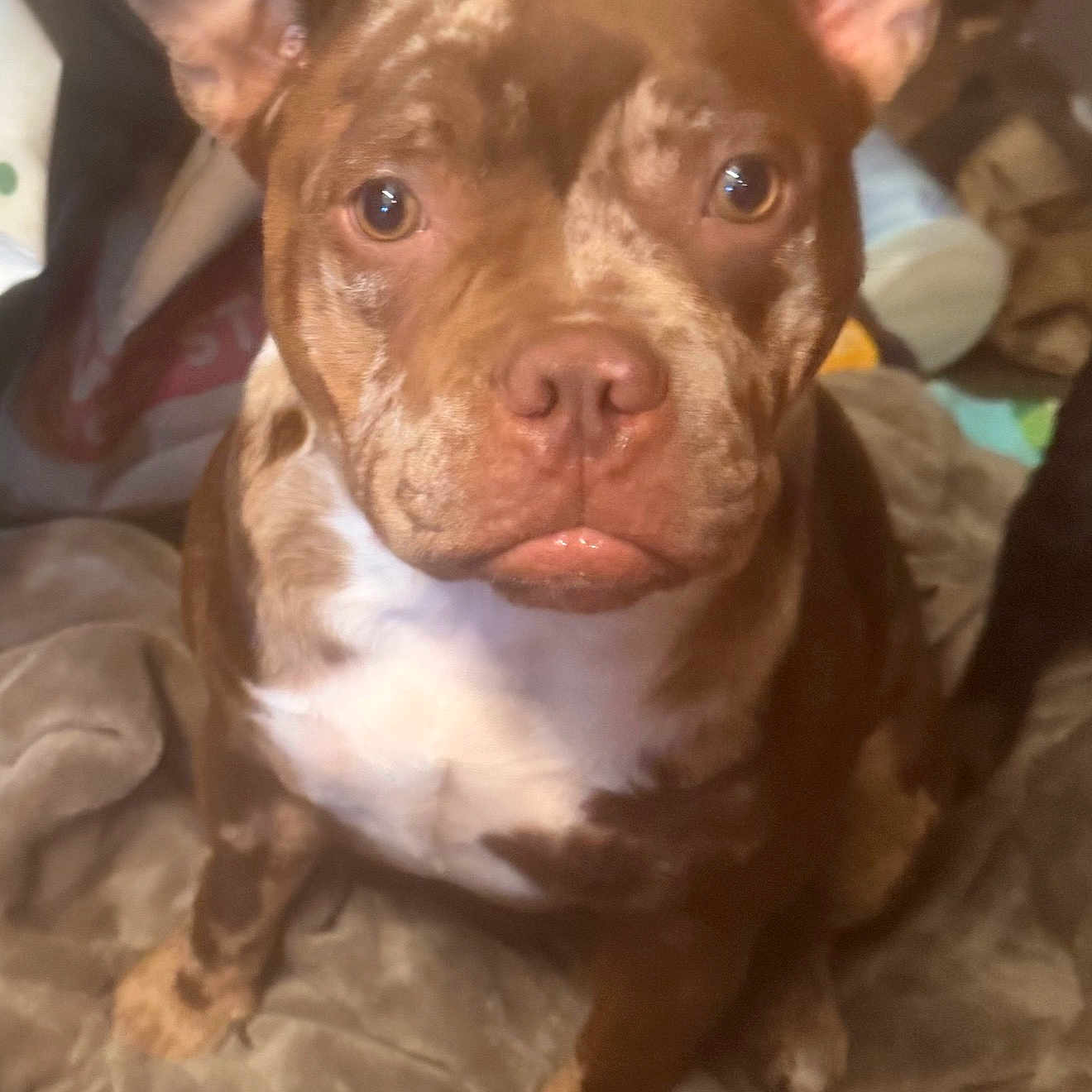 Hazel