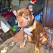 Hazel joined the competition — help win amazing prizes! bag, blanket, brown, clothing, clutter, collar, couch, curious, dog, domestic, ears, face, furniture, household, indoor, paw, pet, room, sitting, white