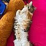 Rustine a rejoint le concours — aidez-le/la à gagner de superbes lots ! cat, fluffy, relaxed, pink_background, blanket, clothing, indoor, pet, fur, curious, cozy, lying_down, domestic_animal, soft_texture, cute, whiskers, long_hair, tabby, resting, animal