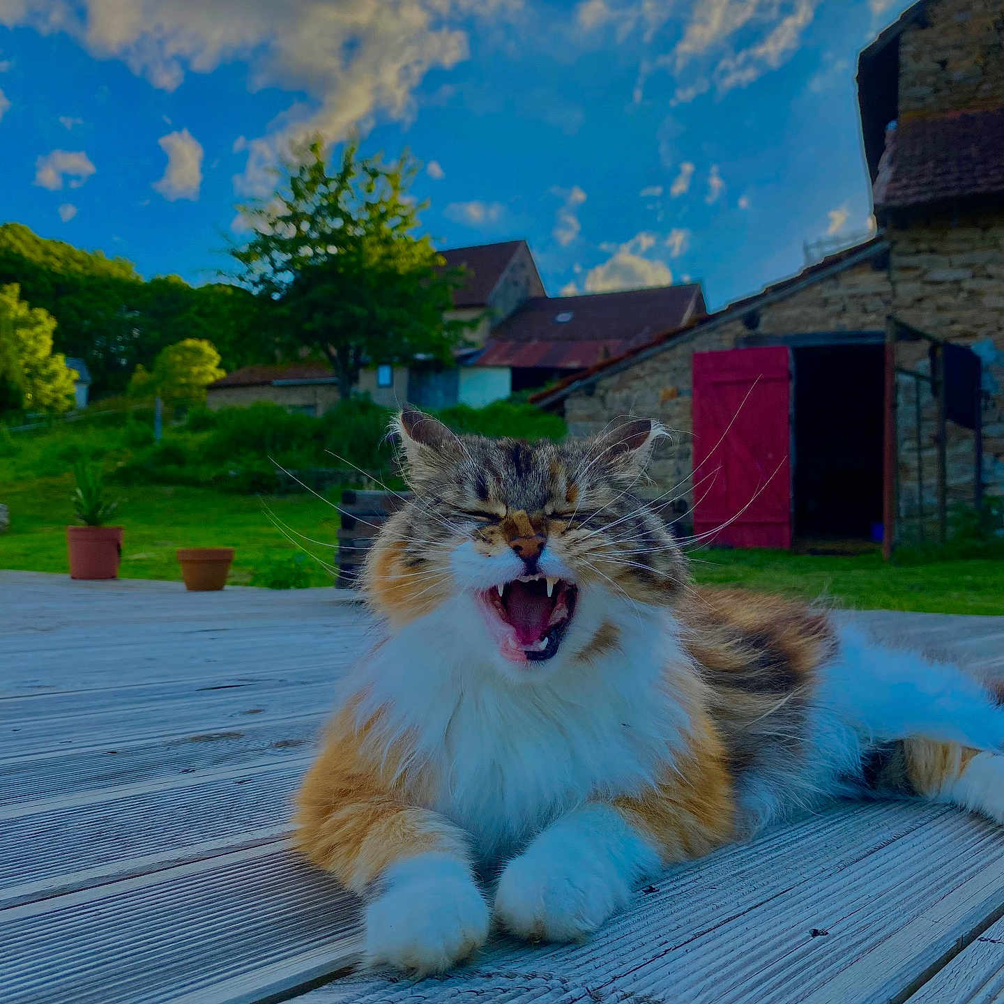 Rustine a rejoint le concours — aidez-le/la à gagner de superbes lots ! animal, cat, clouds, daytime, feline, fluffy, grass, greenery, mammal, nature, outdoor, pet, relaxing, rustic, sky, stone_building, tree, whiskers, wooden_deck, yawning