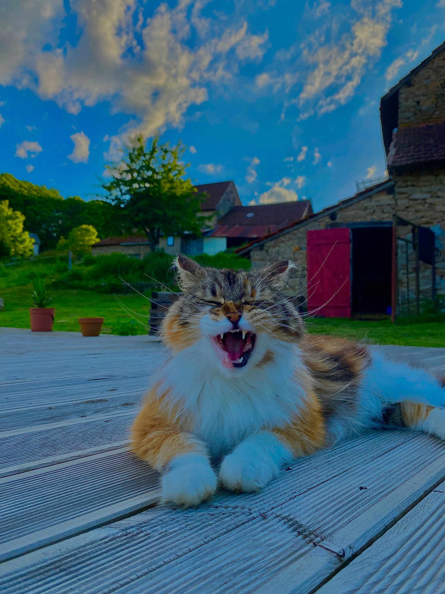 Rustine a rejoint le concours — aidez-le/la à gagner de superbes lots ! cat, fluffy, yawning, wooden_deck, outdoor, sky, clouds, tree, grass, stone_building, rustic, animal, pet, nature, greenery, relaxing, daytime, mammal, whiskers, feline
