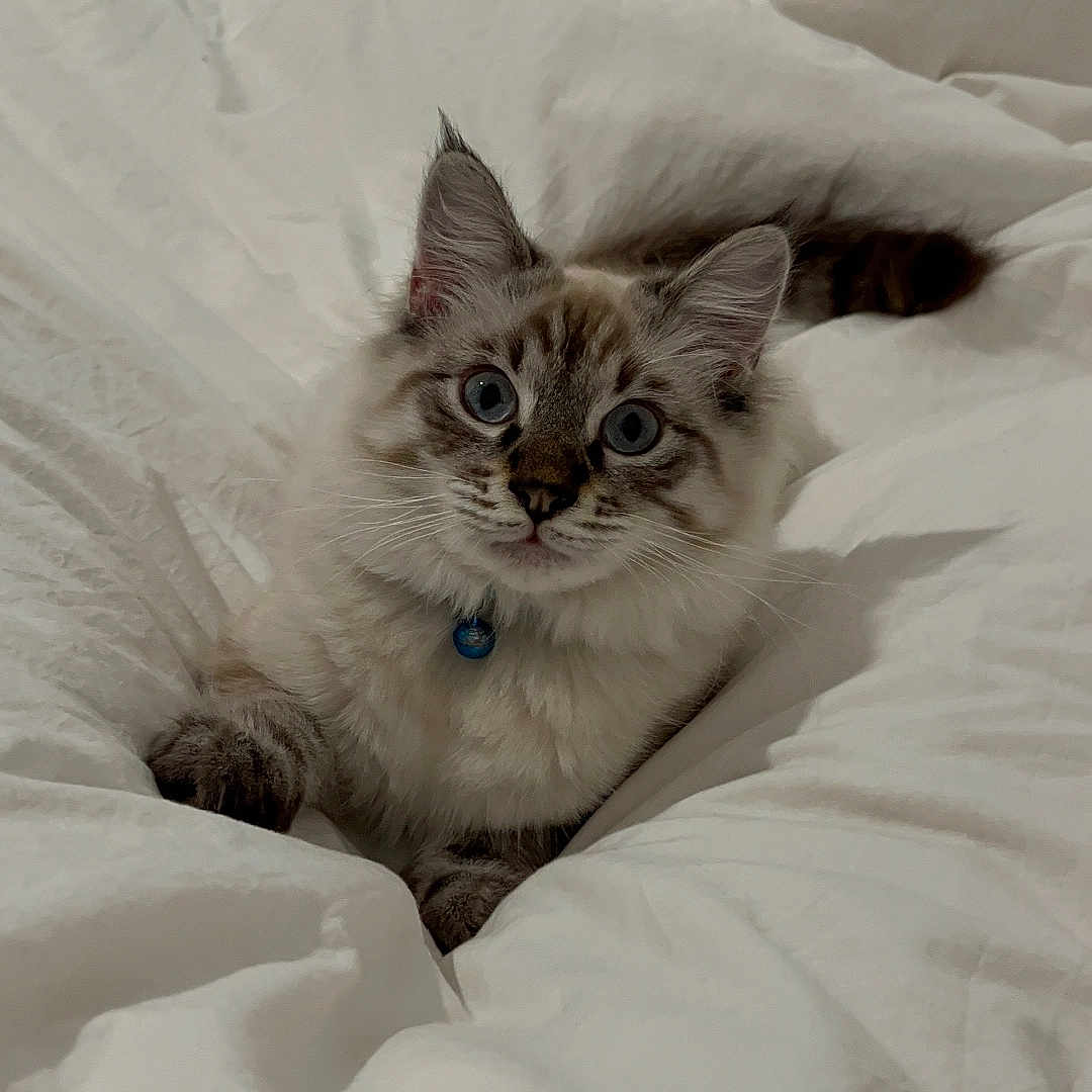 Snow a rejoint le concours — aidez-le/la à gagner de superbes lots ! abyssinian, angora, animal, bed, bedroom, blanket, cat, couch, cushion, furniture, hardwood, homedecor, indoors, kitten, linen, manx, pet, room, siamese, wood