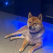 Tokio participe au concours pour gagner de l'argent avec cette photo : dog, shiba_inu, lying_down, floor, tile, indoor, blue_light, pet, canine, relaxed, collar, animal, mammal, domestic_animal, quiet, resting, calm, brown_fur, short_fur, cute