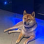 animal, blue_light, brown_fur, calm, canine, collar, cute, dog, domestic_animal, floor, indoor, lying_down, mammal, pet, quiet, relaxed, resting, shiba_inu, short_fur, tile