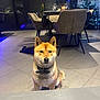 animal, bow_tie, candles, chairs, christmas_tree, cozy, decorations, dining_room, dog, evening, furniture, home, indoor, modern, person, pet, relaxing, shiba_inu, table, tiled_floor