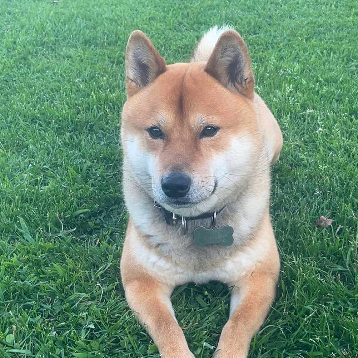 Tokio a rejoint le concours — aidez-le/la à gagner de superbes lots ! animal, canine, collar, companion, cute, dog, ears, fur, grass, greenery, lawn, mammal, nature, outdoor, paws, pet, playful, resting, shiba_inu, summer