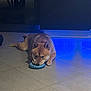 animal, blue_light, canine, chewing, dog, domestic, ears, floor, fur, home, indoor, lying_down, paws, pet, playful, resting, shiba_inu, snout, tile_floor, toy