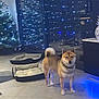 animal, cabinet, canine, christmas_tree, cozy, decor, dog, dog_bed, evening, fairy_lights, floor, furniture, holiday, home, houseplant, indoor, pet, reflection, shiba_inu, tile_floor