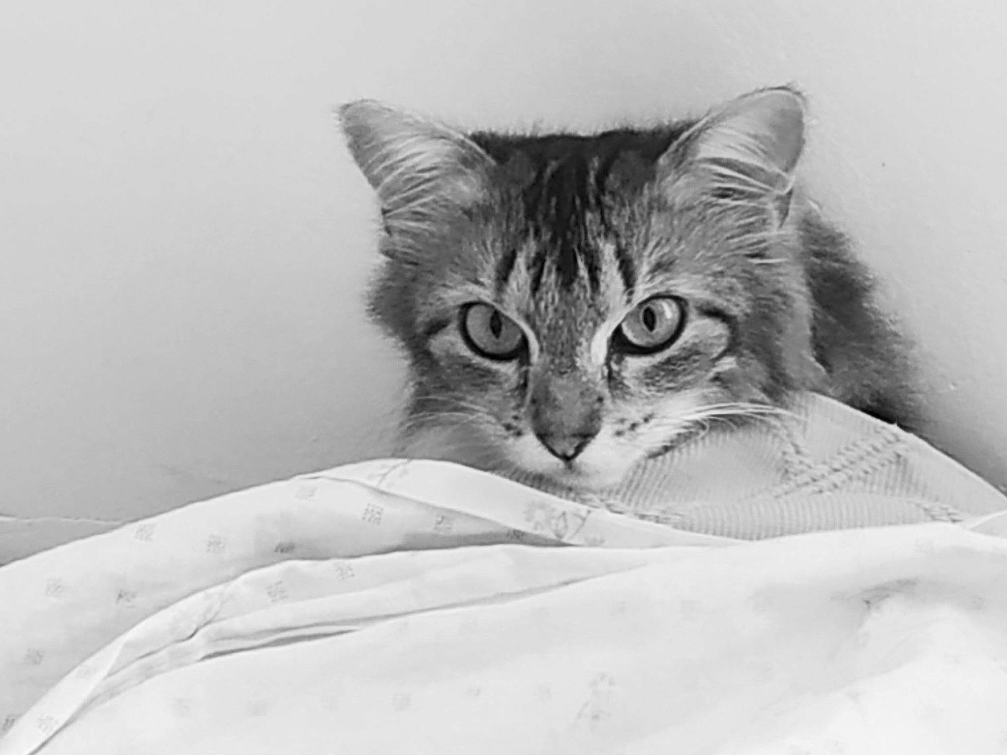 Naïsse a rejoint le concours — aidez-le/la à gagner de superbes lots ! aegean_cat, asian, black_and_white, carnivore, cat, domestic_short_haired_cat, dragon_li, ear, european_shorthair, eye, felidae, fur, kitten, linens, monochrome, monochrome_photography, small_to_medium_sized_cats, tabby_cat, whiskers, white