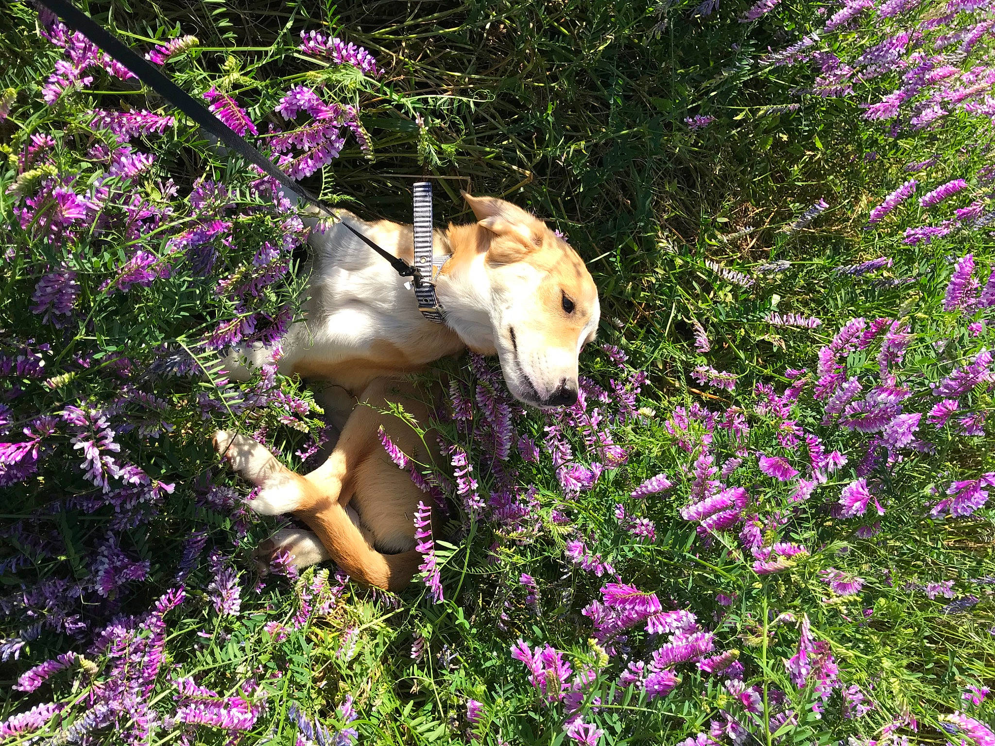 Daisy is registered to the contest to win money with this photo: canidae, carnivore, dog, dog_breed, fawn, flower, flowering_plant, garden, mammal, plant, shiba_inu, shrub, spring, wildflower