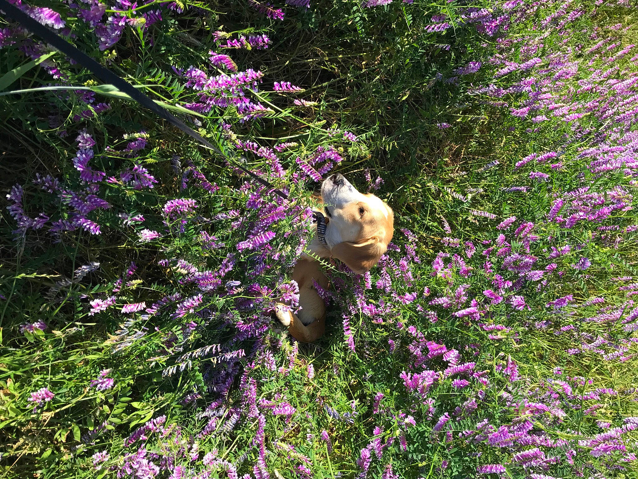 Daisy is registered to the contest to win money with this photo: botany, breckland_thyme, fawn, flower, flowering_plant, groundcover, lavender, loosestrife_and_pomegranate_family, nepeta, plant, purple, shrub, spring, subshrub, tree, violet_family, wildflower, wildlife
