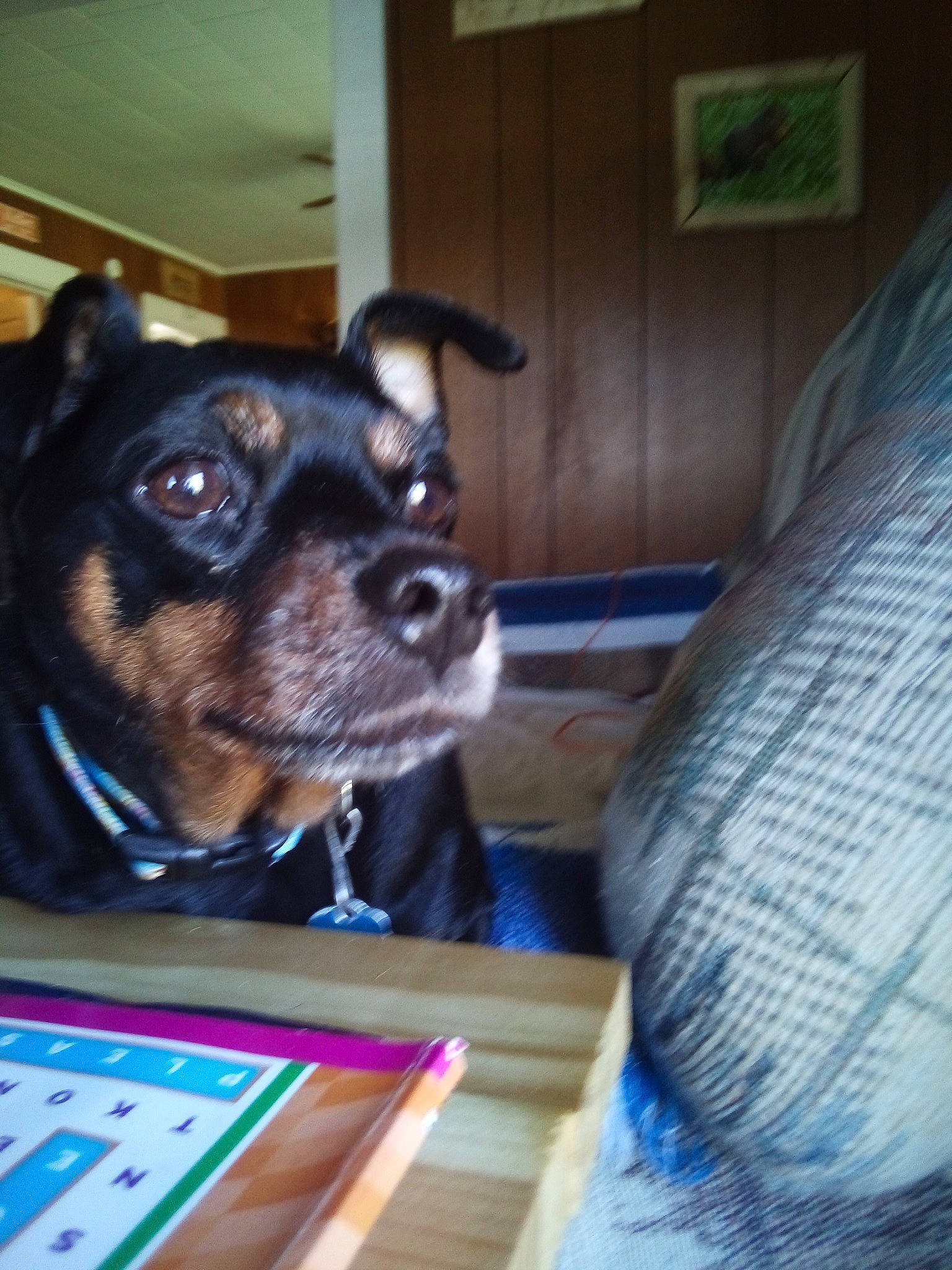 Rowdy joined the competition — help win amazing prizes! canidae, carnivore, companion_dog, dog, dog_breed, fawn, mammal, miniature_pinscher, puppy, snout, sporting_group, toy_dog