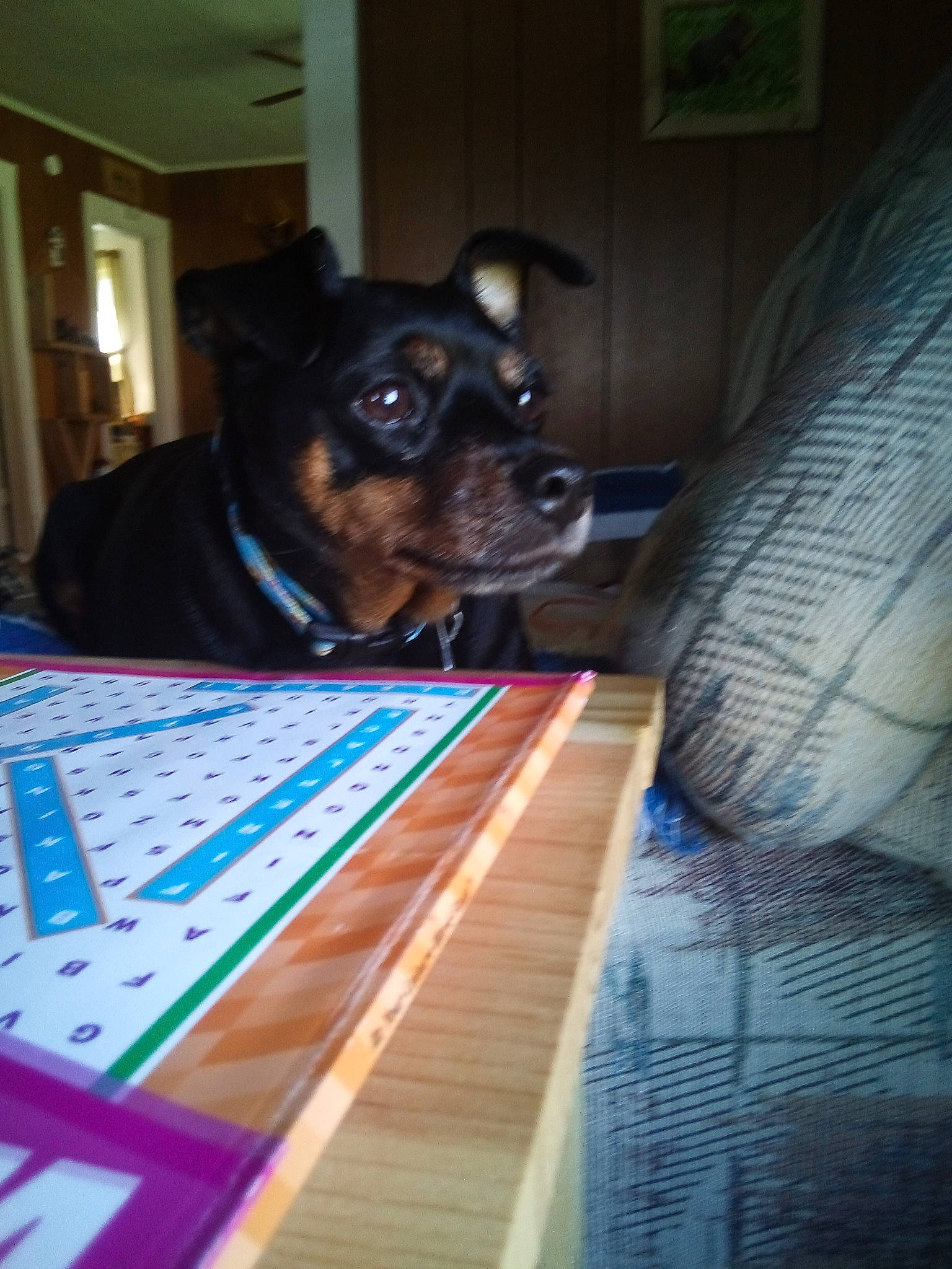 Rowdy is registered to the contest to win money with this photo: canidae, carnivore, companion_dog, dog, dog_breed, german_pinscher, guard_dog, miniature_pinscher, pinscher, puppy, rat_terrier, snout, toy_dog