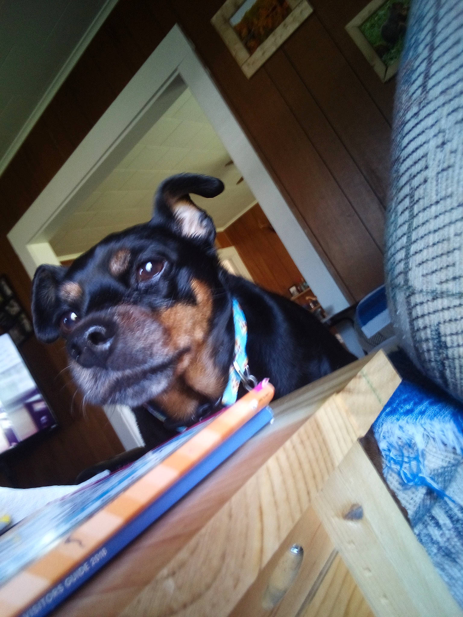 Rowdy is registered to the contest to win money with this photo: canidae, carnivore, companion_dog, dog, dog_breed, ear, mammal, miniature_pinscher, puppy, rat_terrier, snout