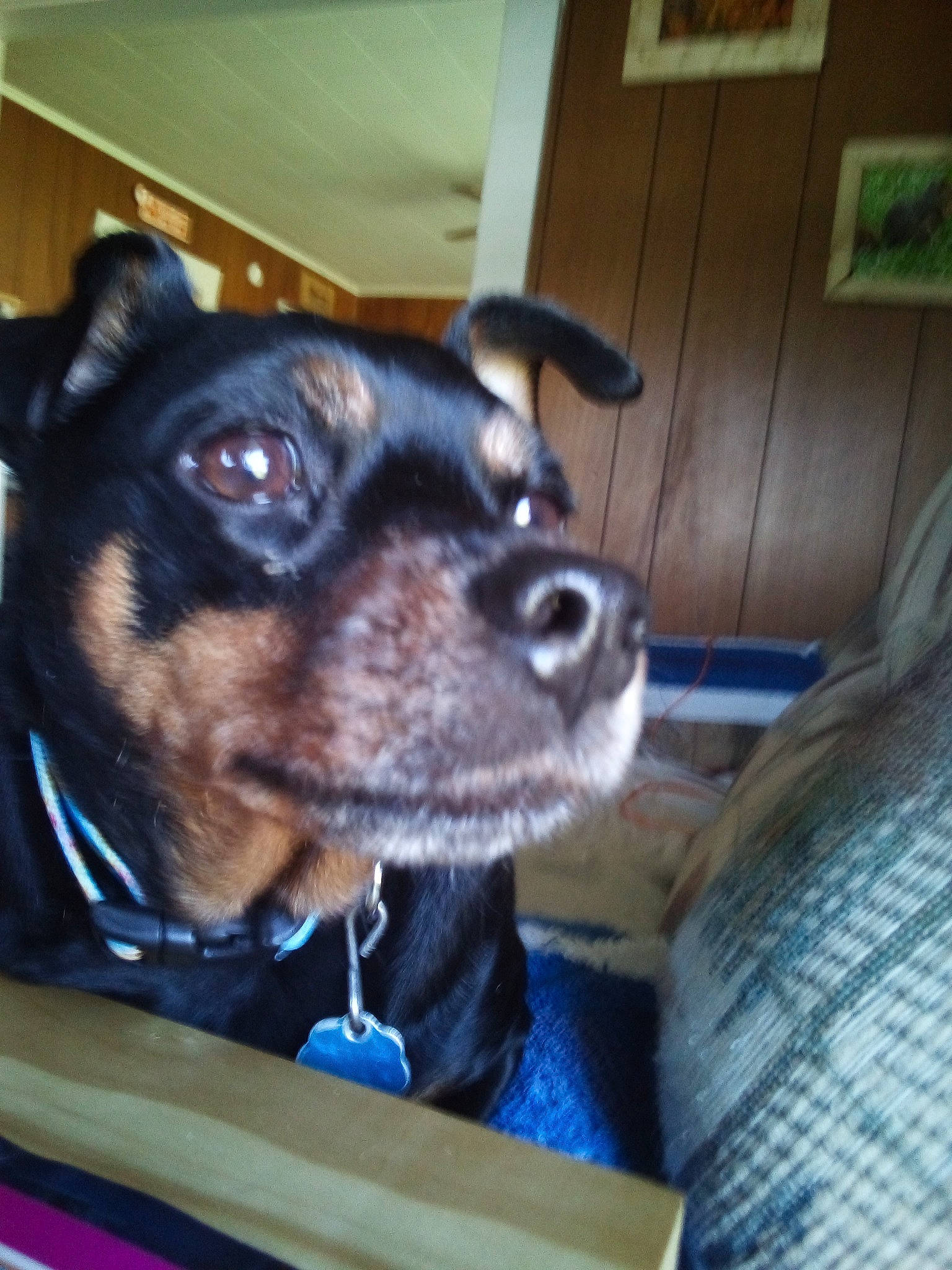 Rowdy joined the competition — help win amazing prizes! canidae, carnivore, companion_dog, dog, dog_breed, ear, german_pinscher, mammal, miniature_pinscher, nose, pinscher, prazsky_krysarik, puppy, puppy_love, rare_breed_dog, rat_terrier, snout, sporting_group, toy_dog, vertebrate