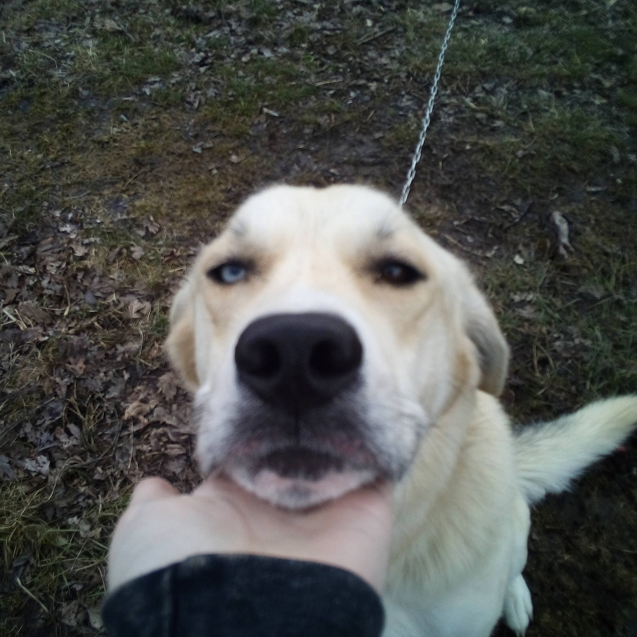 Lilly joined the competition — help win amazing prizes! akbash_dog, beagador, canidae, carnivore, companion_dog, dog, dog_breed, fawn, golden_retriever, labrador_retriever, mammal, rare_breed_dog, retriever, snout, sporting_group, vertebrate