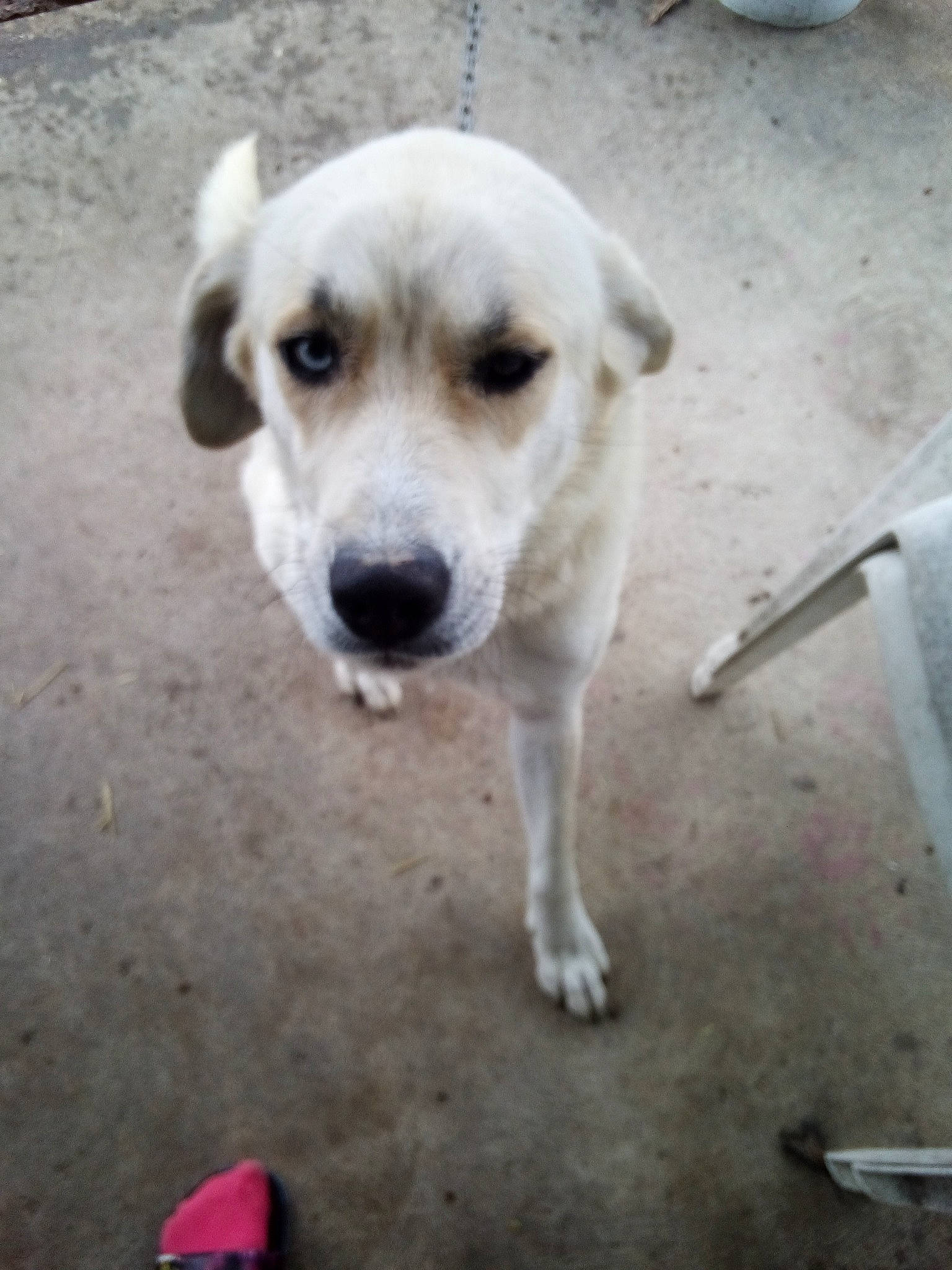 Lilly joined the competition — help win amazing prizes! aspin, beagador, canidae, carnivore, companion_dog, dog, dog_breed, eye, fawn, labrador_retriever, mammal, nose, puppy, rare_breed_dog, retriever, snout, sporting_group, street_dog, tail