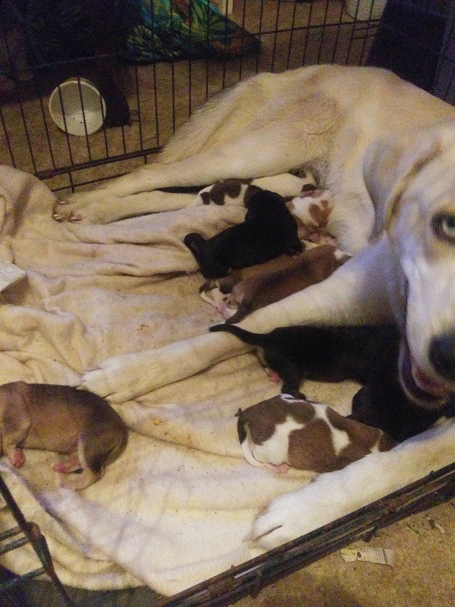 Lilly is registered to the contest to win money with this photo: canidae, carnivore, chippiparai, dog, dog_breed, fawn, labrador_retriever, lurcher, mammal, mudhol_hound, rajapalayam, retriever, saluki, sporting_group, street_dog, vertebrate