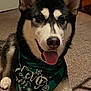Rosy is registered to the contest to win money with this photo: animal, bandana, black_and_white, canine, carpet, close_up, cute, dog, ears, friendly, fur, holiday, husky, indoor, pet, portrait, resting, smiling, snowflake, tongue_out
