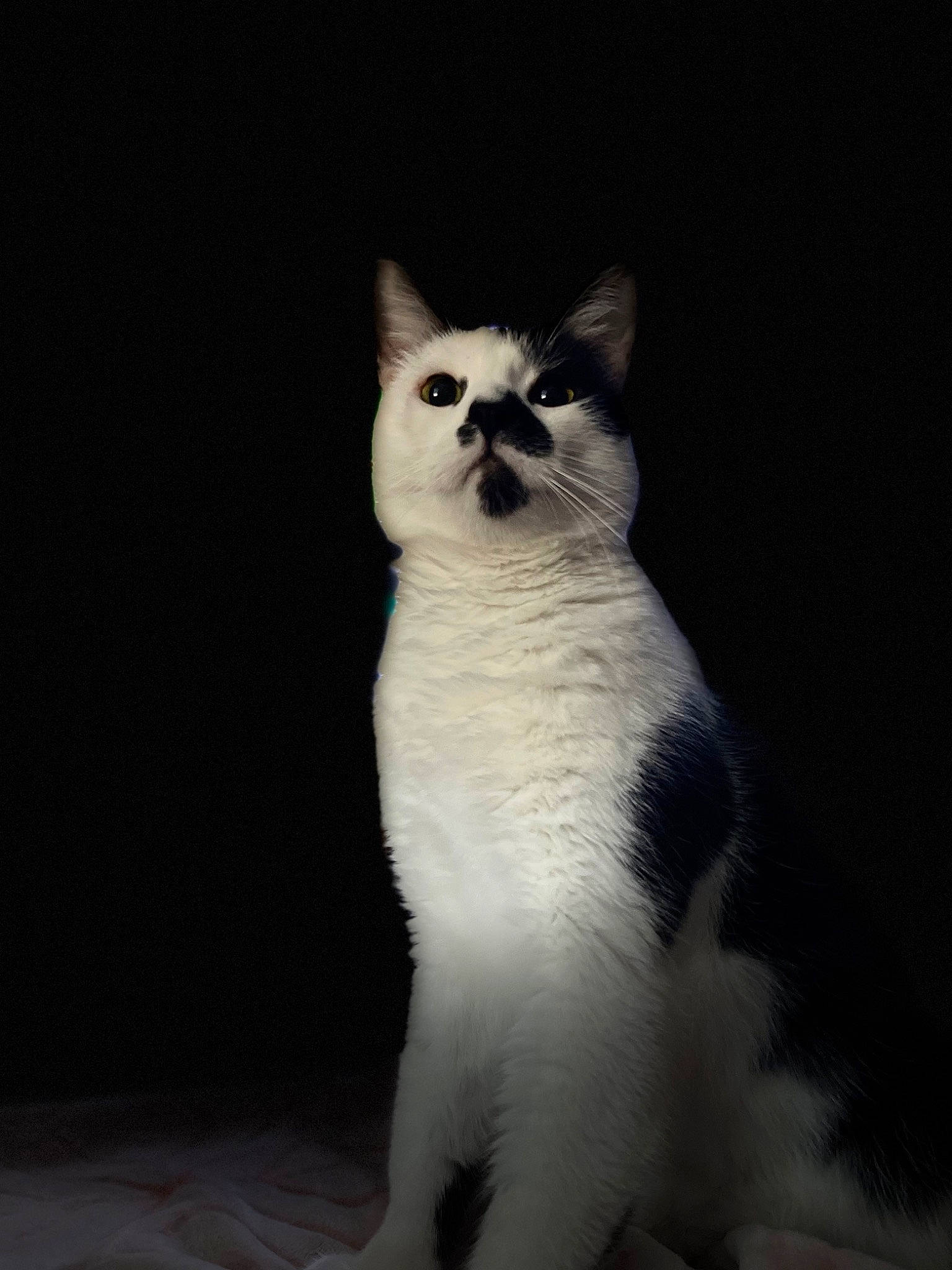 Joker joined the competition — help win amazing prizes! carnivore, cat, darkness, domestic_short_haired_cat, felidae, formal_wear, fur, monochrome, monochrome_photography, paw, shadow, sitting, small_to_medium_sized_cats, snout, tail, terrestrial_animal, whiskers