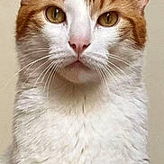 Moun participe au concours pour gagner de l'argent avec cette photo : cat, orange, white, pet, animal, whiskers, portrait, face, ears, fur, indoor, looking, closeup, sitting, domestic_cat, eyes, muzzle, cute, feline, background