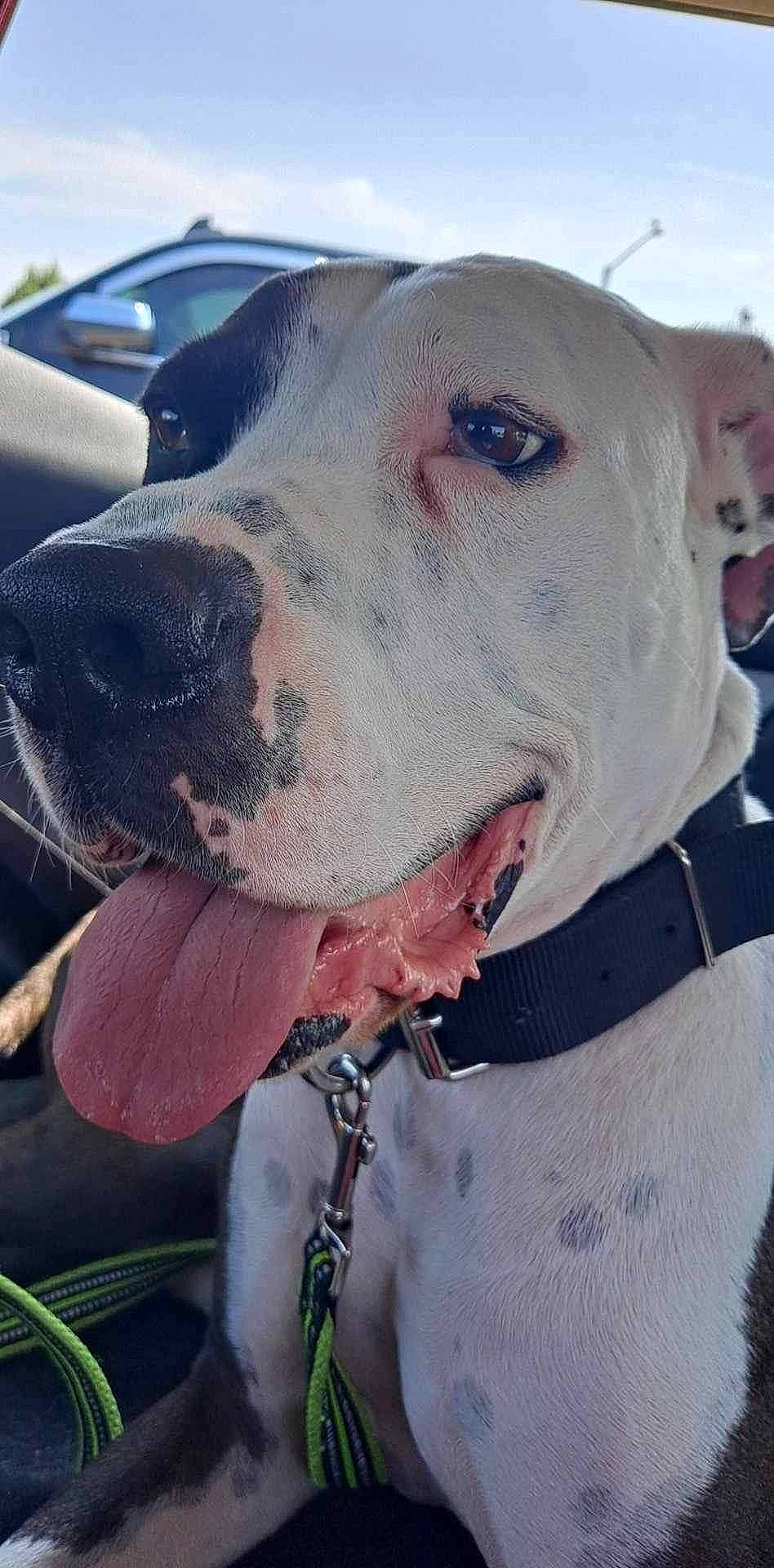 Jasper is registered to the contest to win money with this photo: canidae, carnivore, cloud, collar, companion_dog, dog, dog_breed, dog_collar, dog_supply, fawn, great_dane, leash, liver, pet_supply, sky, snout, sporting_group, whiskers, working_animal, working_dog