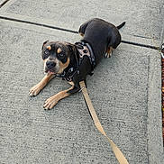 Reese joined the competition — help win amazing prizes! alert, animal, black_fur, blue_eyes, brown_fur, canine, concrete, daylight, dog, harness, leash, looking_up, outdoor, pavement, pet, pet_accessory, resting, sidewalk, tan_paws, walking
