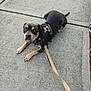 alert, animal, black_fur, blue_eyes, brown_fur, canine, concrete, daylight, dog, harness, leash, looking_up, outdoor, pavement, pet, pet_accessory, resting, sidewalk, tan_paws, walking