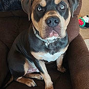 Reese is registered to the contest to win money with this photo: dog, pet, blue_eyes, brown_armchair, indoor, canine, sitting, portrait, animal, fur, collar, looking_at_camera, domestic_animal, companionship, cute, alert, furniture, home, expression, mammal