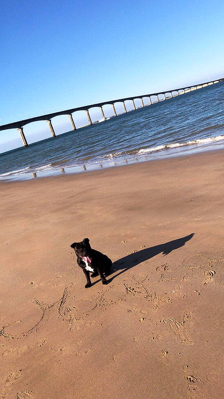 Mafia a rejoint le concours — aidez-le/la à gagner de superbes lots ! beach, canidae, coast, leash, ocean, sand, sea, shadow, tail, vacation