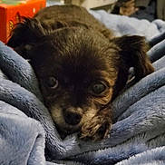 Bella joined the competition — help win amazing prizes! dog, puppy, blanket, cozy, snuggling, fur, pet, cute, indoors, resting, soft, brown, small_dog, animal, relaxed, face, ears, close_up, sleepy, cuddle