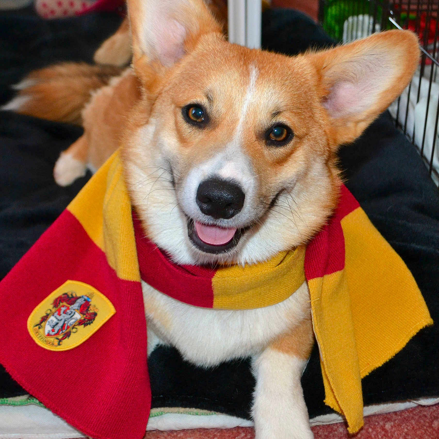 Dobby joined the competition — help win amazing prizes!