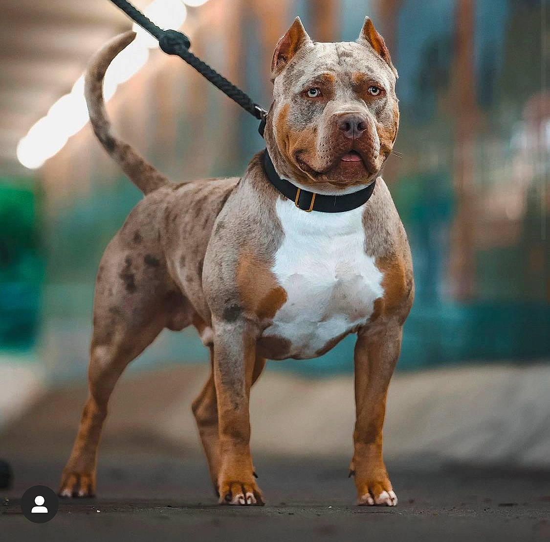 Mayhem is registered to the contest to win money with this photo: ancient_dog_breeds, bulldog, canidae, carnivore, collar, companion_dog, dog, dog_breed, dog_collar, dog_supply, fawn, fur, liver, metal, pet_supply, snout, sporting_group, street_fashion, tail, working_animal