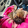 animal, blanket, car_interior, comfort, cozy, cute, dog, domestic, door_panel, fur, hand, pet, pink, puppy, resting, sleeping, small_animal, steering_wheel, transport, warm
