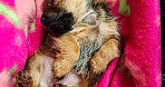 Rocky joined the competition — help win amazing prizes! puppy, sleeping, blanket, pink, fur, cute, animal, pet, young, cozy, resting, paw, small, adorable, soft, lying_down, domestic_animal, mammal, cute_pet, relaxed